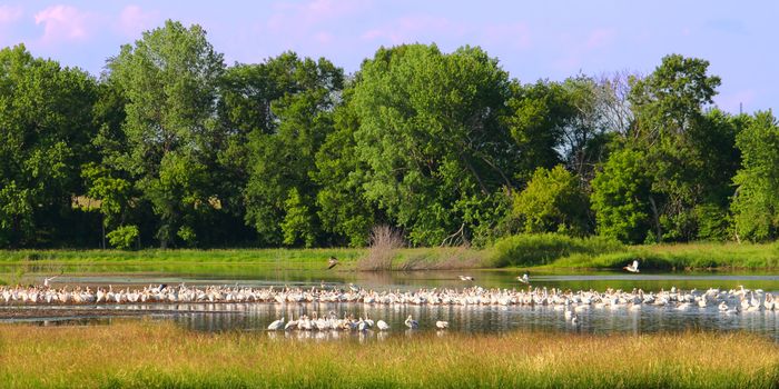 American White Pelicans (Pelecanus erythrorhynchos) in a northern Illinois wetland.