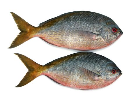 Yellowtail fusilier fish isolated on white background 