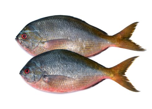 Yellowtail fusilier fish isolated on white background 