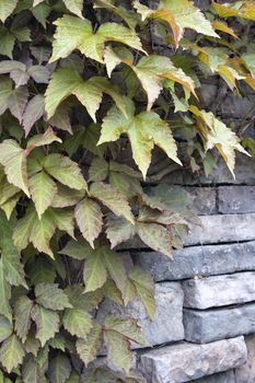 Boston Ivy Climbing Vines on Rock Wall in Spring