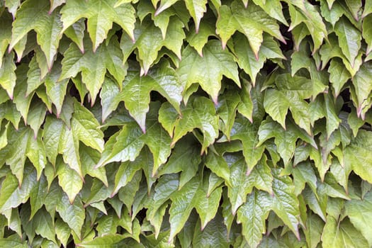 Boston Ivy Climbing Vines Foliage in Springtime Background
