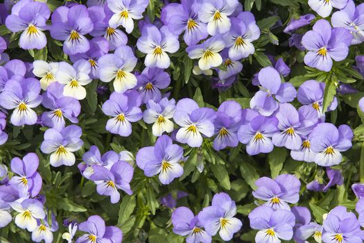 Pansy Flowers Blooming in the Garden Background