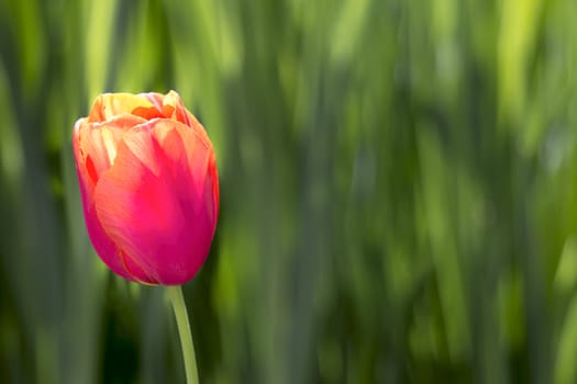 Single Pink and Yellow Colored Tulip Flower on Blurred Green Foliage Background