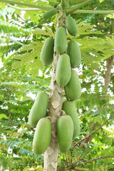 papaya fruit on the tree