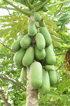 papaya fruit on the tree