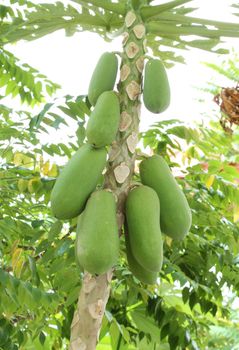 papaya fruit on the tree