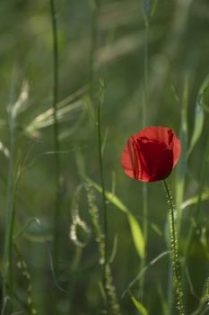  Poppies on a green meadow