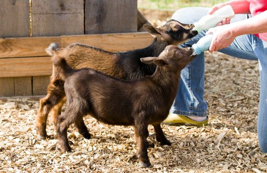 Farm woman bottle feeds milk to eight week old baby Dwarf Nigerian dairy goats.
