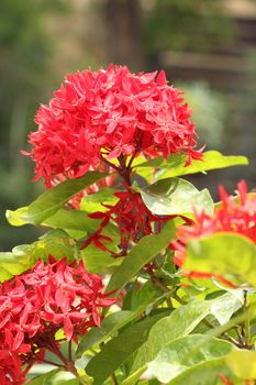 Jungle geranium (Ixora coccinea). Close-up. Red color