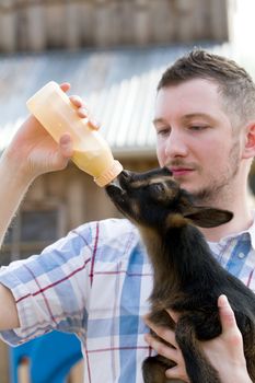 Man bottle feeds a baby Nigerian Dwarf Dairy Goat kid on a farm.