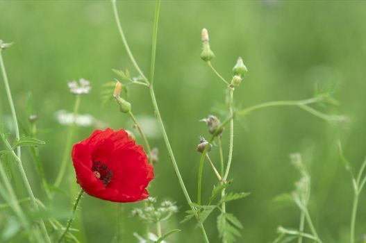 Poppies on a green meadow