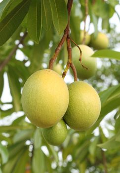 Cerbera oddloam fruit on the tree
