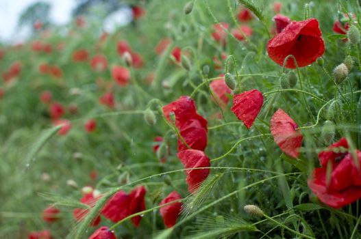  Poppies on a green meadow