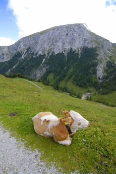 Very lazy calf lying on the Alpine pasture