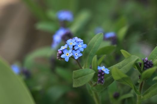 Close up image of beautiful wild purple flower