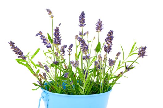 flower of lavender on a white background