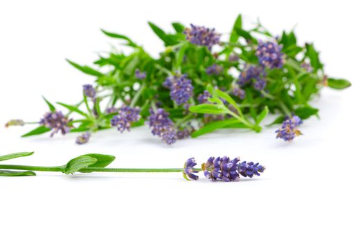 flower of lavender on a white background