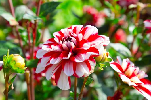 red dahlia in garden