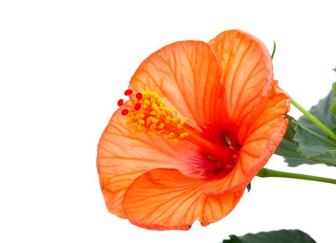 red hibiscus flower, on white background