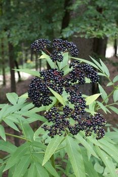 An elderberry bush in the forest