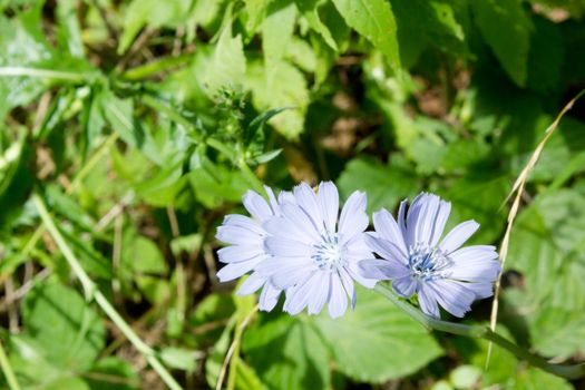 Beautiful european cichorium