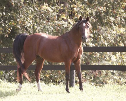 Beautiful Polish Arabian bay standing full body