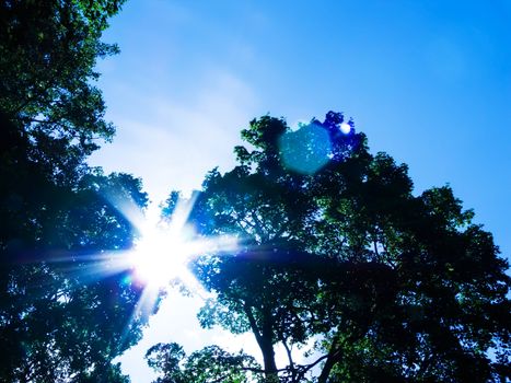 sky on a summer day in the trees