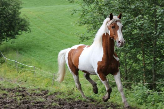 Horse running free