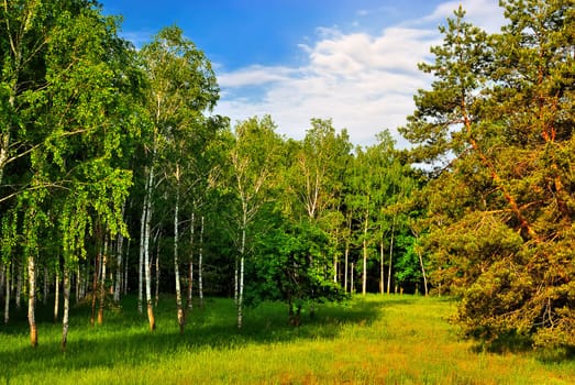 Birchwood and pine on a sunny morning on the against the blue spring sky