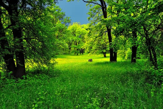 The green spring forest before the storm