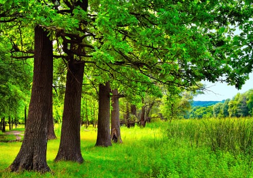 Oaks on the meadow near the reeds on a summer day