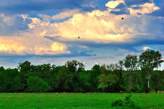 Summer evening on a green meadow under the beautiful sky