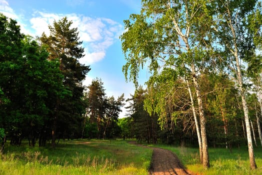 Birches on the background of pine forest on a spring morning