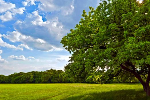 Tree spring day on a green field under a bright sun