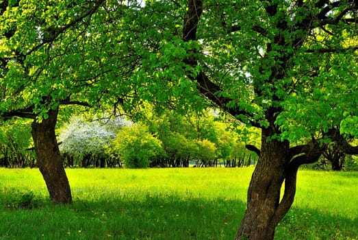 Under the two trees on the green sunny meadow in spring forest