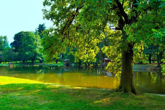 Shade tree by a pond in a summer park