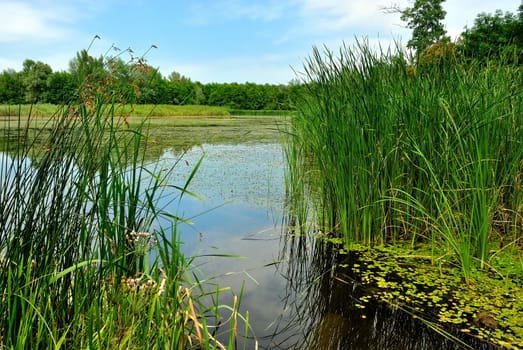 Lake with green reeds sunny summer day