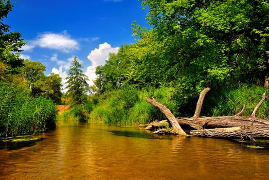 River in summer forest on a sunny day