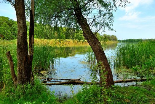 Two willows on the banks of the River