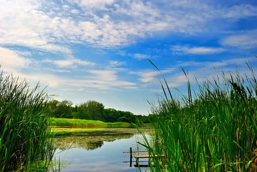 Lake with green reeds under blue cloudy sky