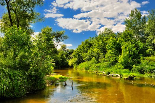 The river in the woods on a sunny day