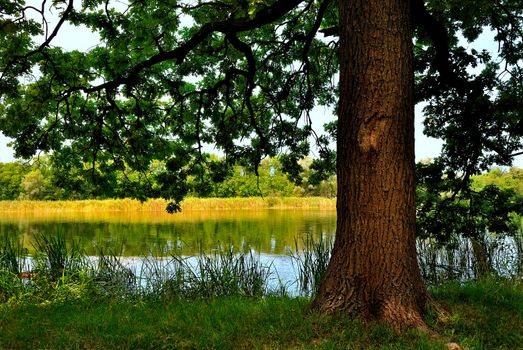 Shady oak on the river in summer