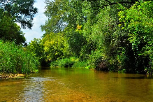 River in the forest on a sunny day