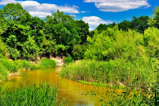 The river with reed banks in the woods on a sunny day