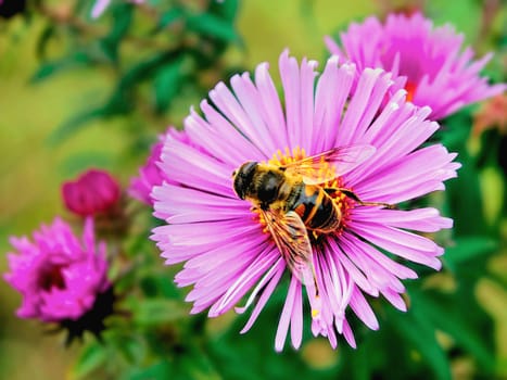 Bee on pink flower on a green background
