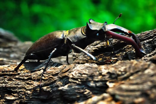 Stag beetle crawling on the trunk of a tree on a green background