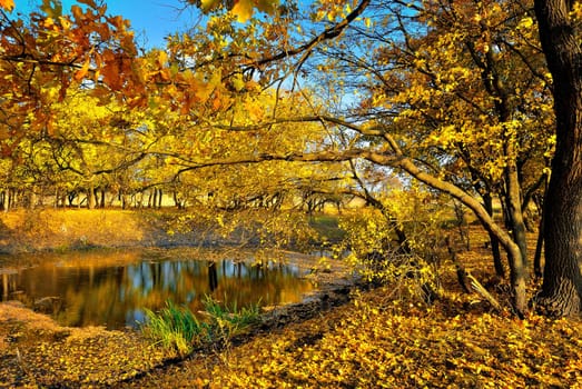 A small lake in the yellow autumn forest