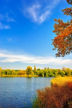 Autumn landscape at the lake with reeds