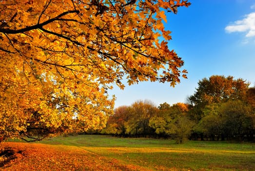 Autumn maple tree on blue sky background
