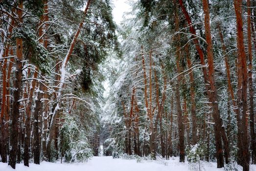 Frosty day in a snowy winter pine forest